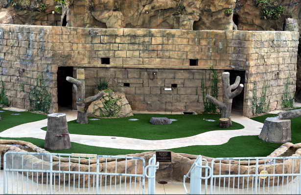 Pet Playing Area With Fake Grass
