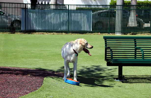 Fake Grass For Pets Playing Places - Delray Beach