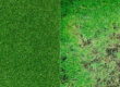 Natural Grass vs Artificial Grass