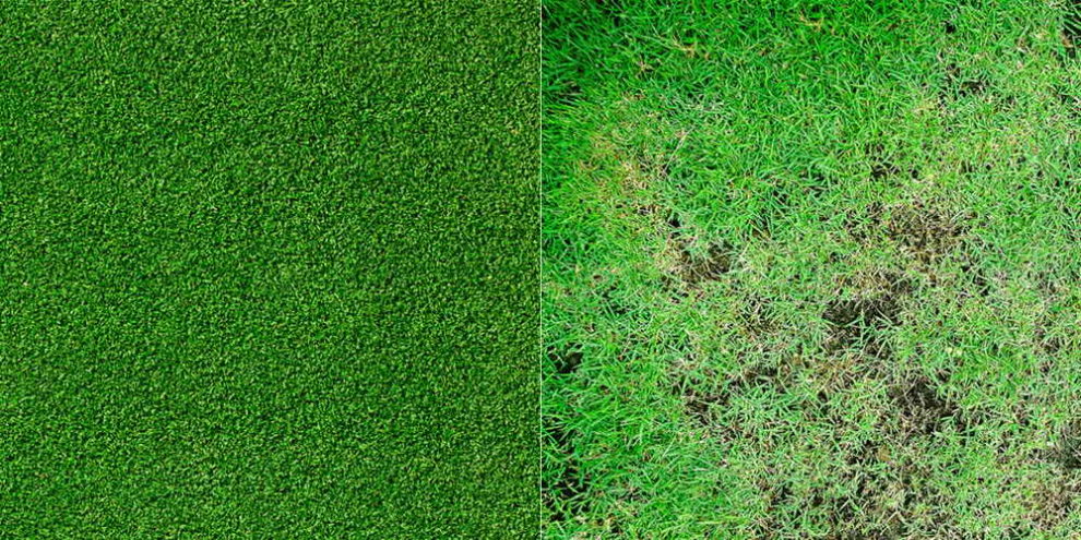 Natural Grass vs Artificial Grass